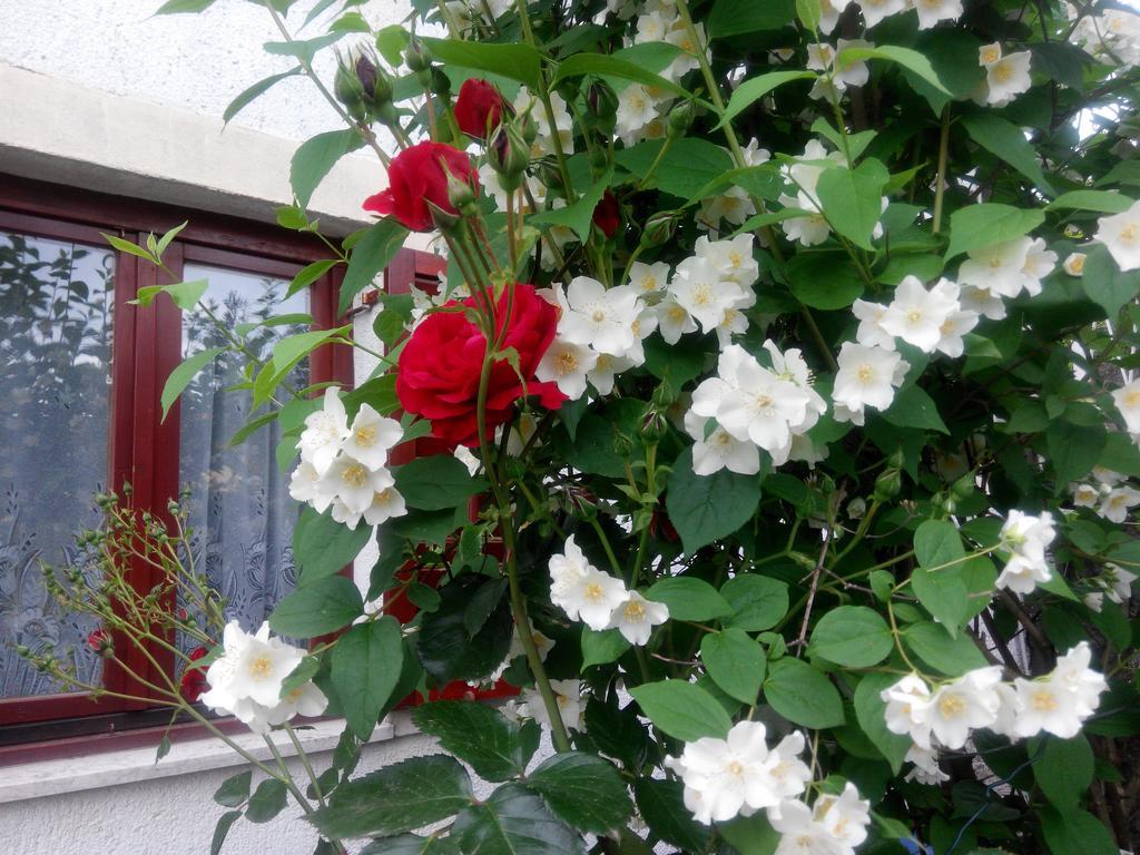Apartman Andreja